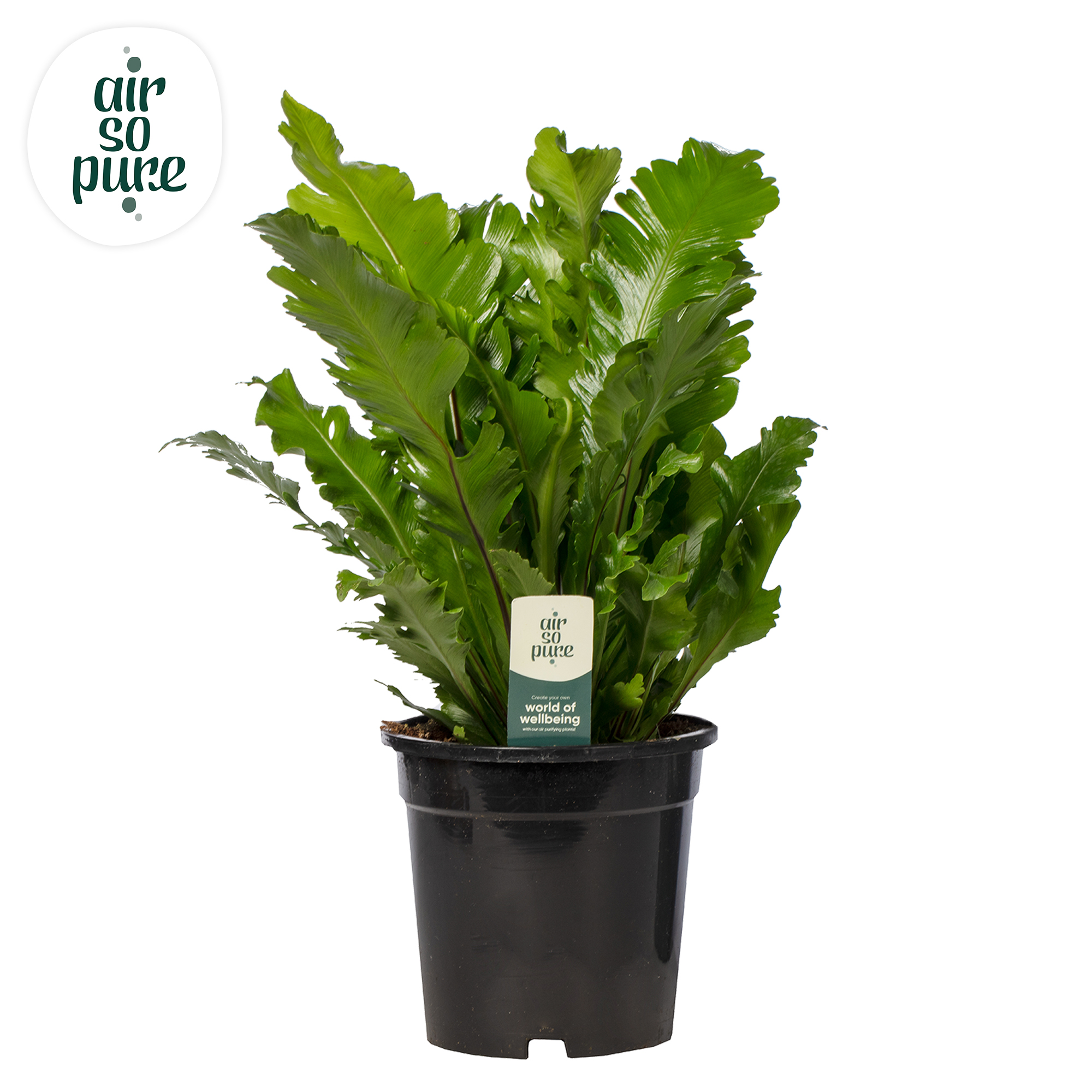 Picture of Asplenium Campio - Air So Pure INDOOR P17 50CM