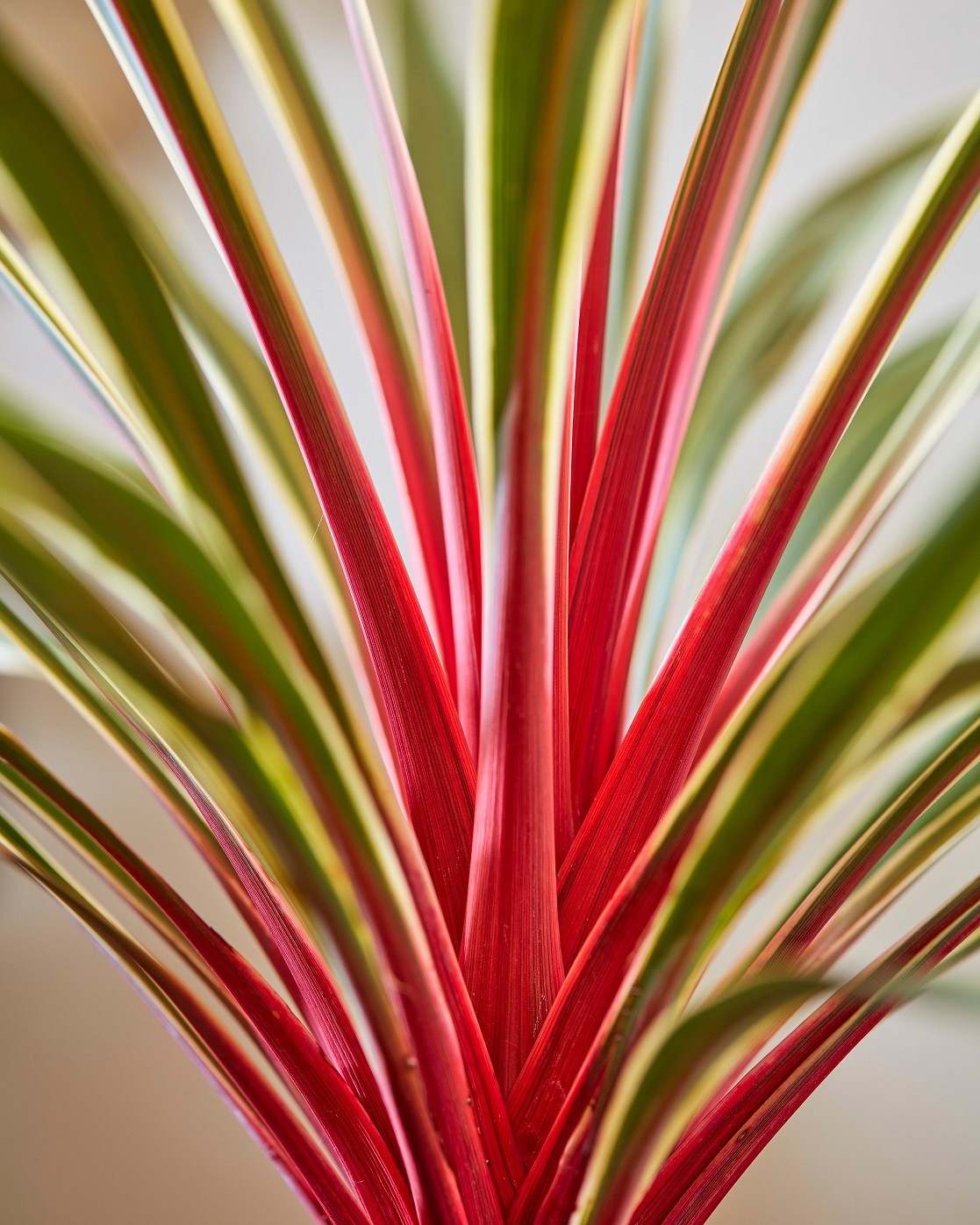 Picture of Cordyline australis 'Magic Star'®