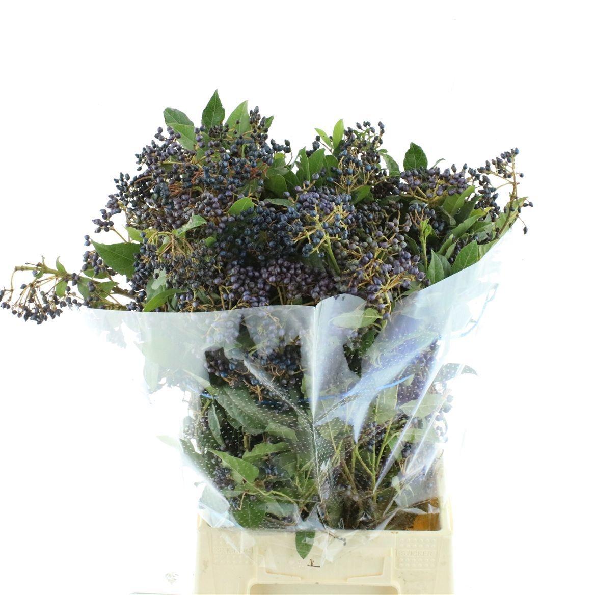 Viburnum Berry Bnch 200gram 50cm