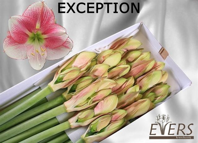 Hippeastrum Exception 4bl