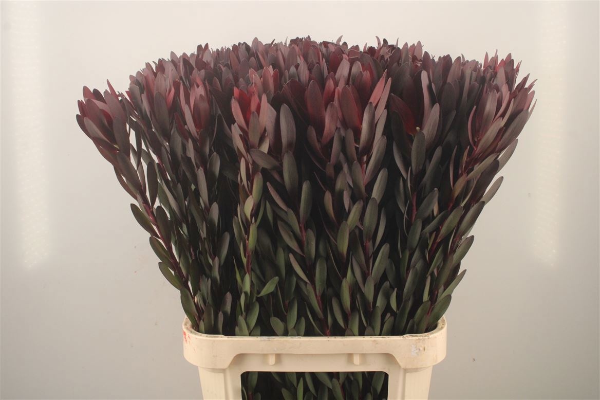 Leucadendron Safari Sunset 80cm
