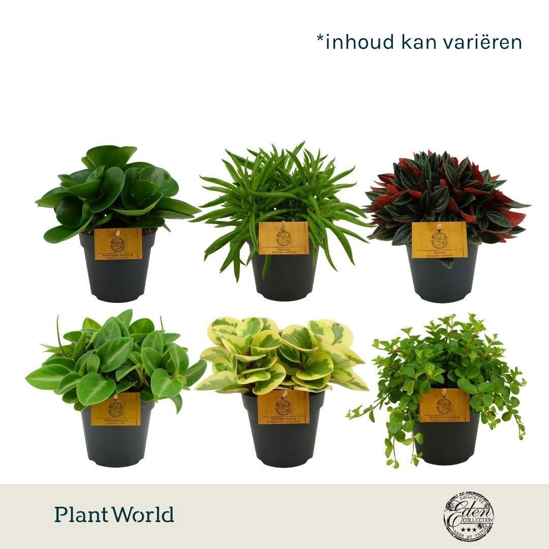 Peperomia gemengd