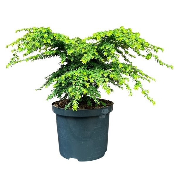 Tsuga canadensis 'Green Globe'
