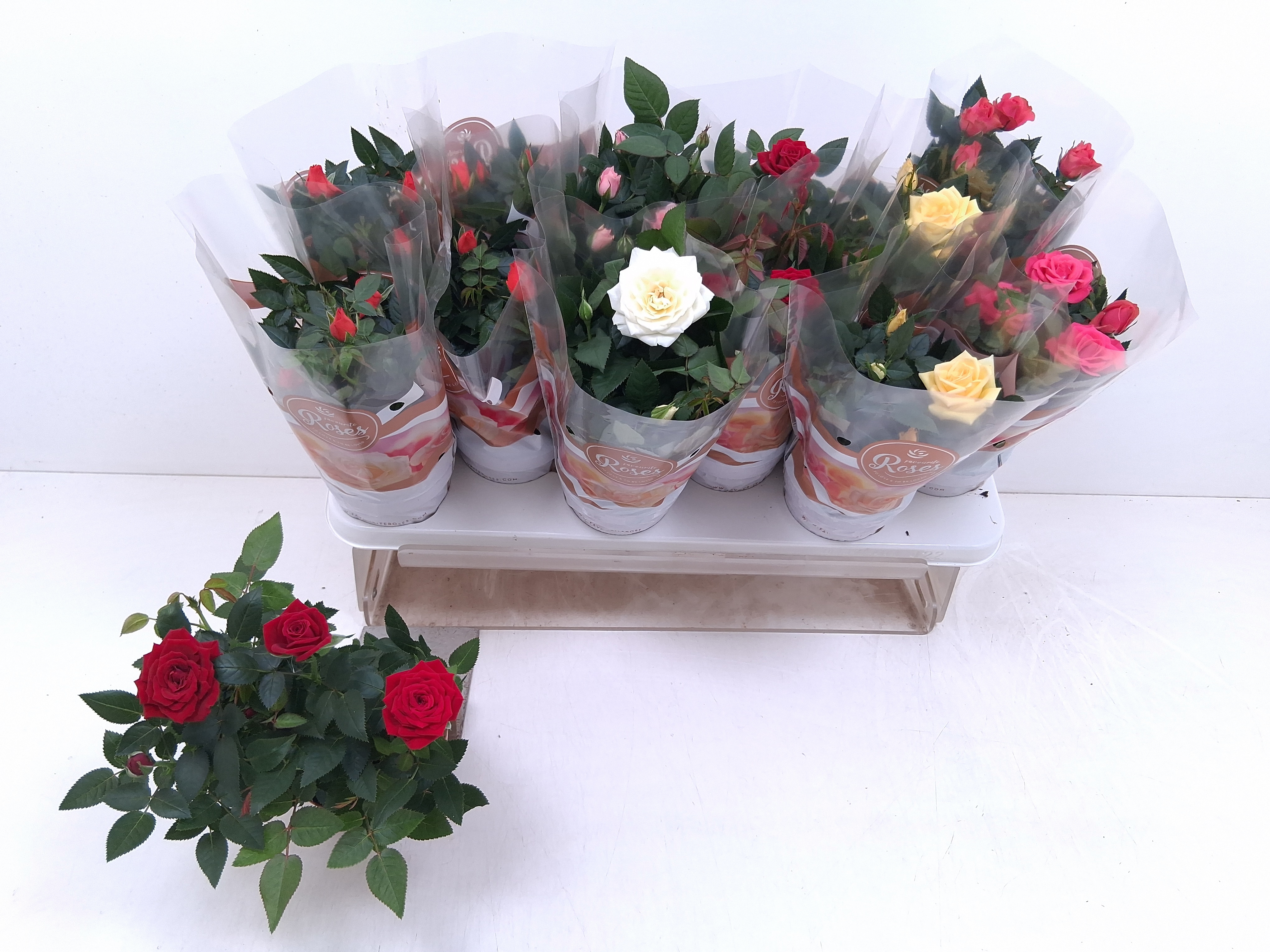 Ro Fav Ro Gem 6 Srt 510Ø 25cm