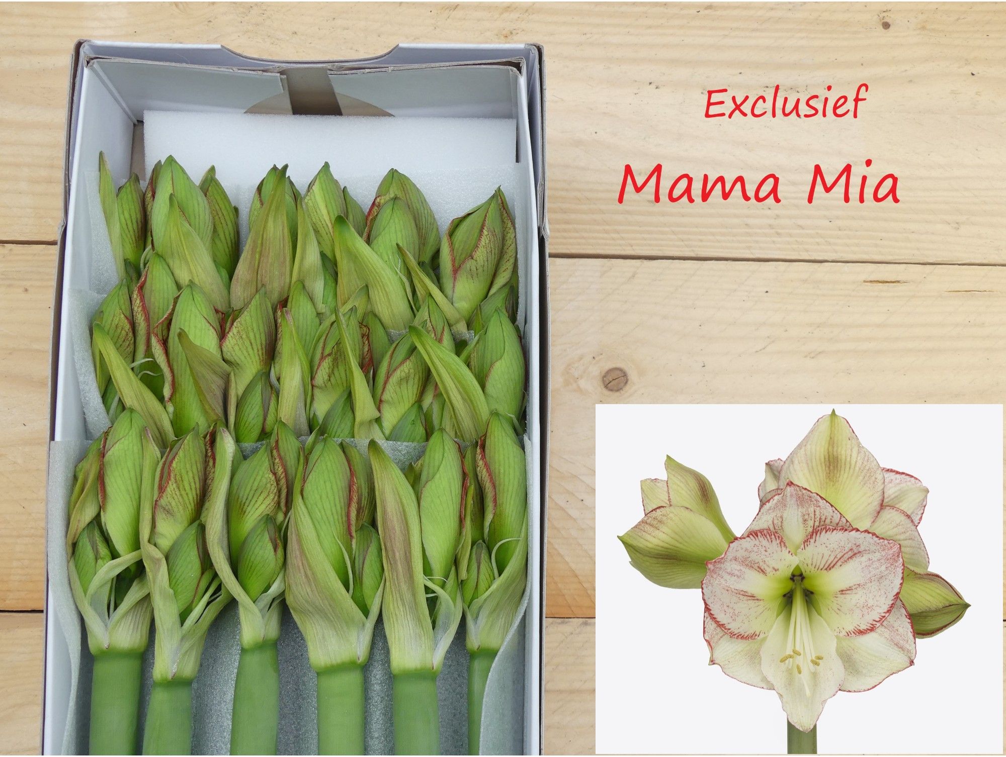 Hipp Ga Mama Mia 4bl
