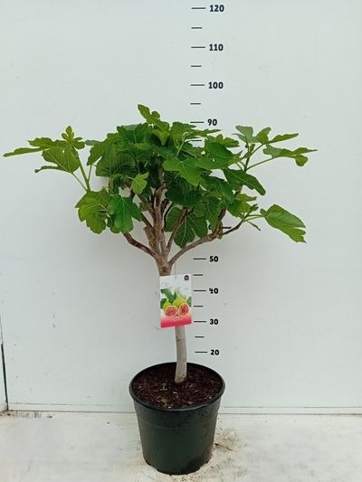 Ficus carica