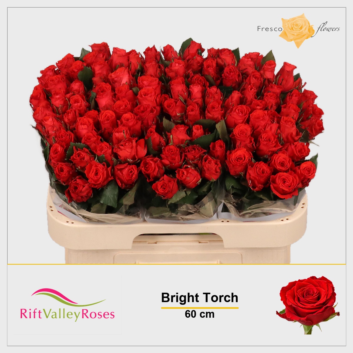 Rosa Bright Torch 60cm