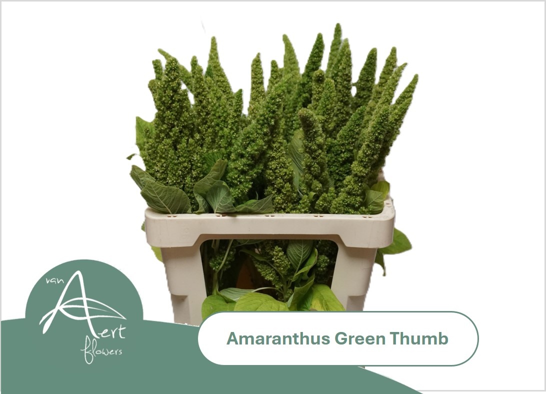 Amar Green Thumb