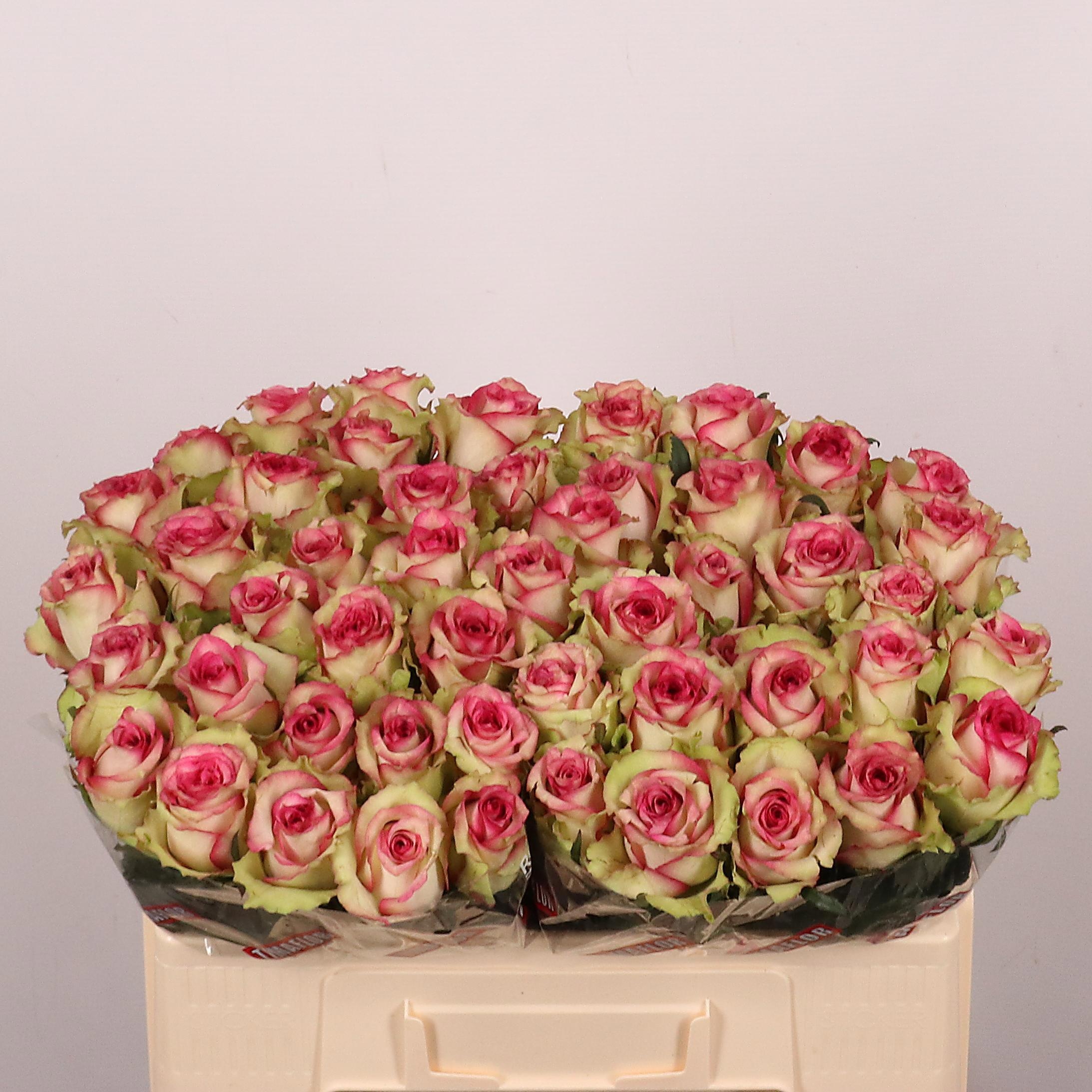 Rosa Monique 50cm