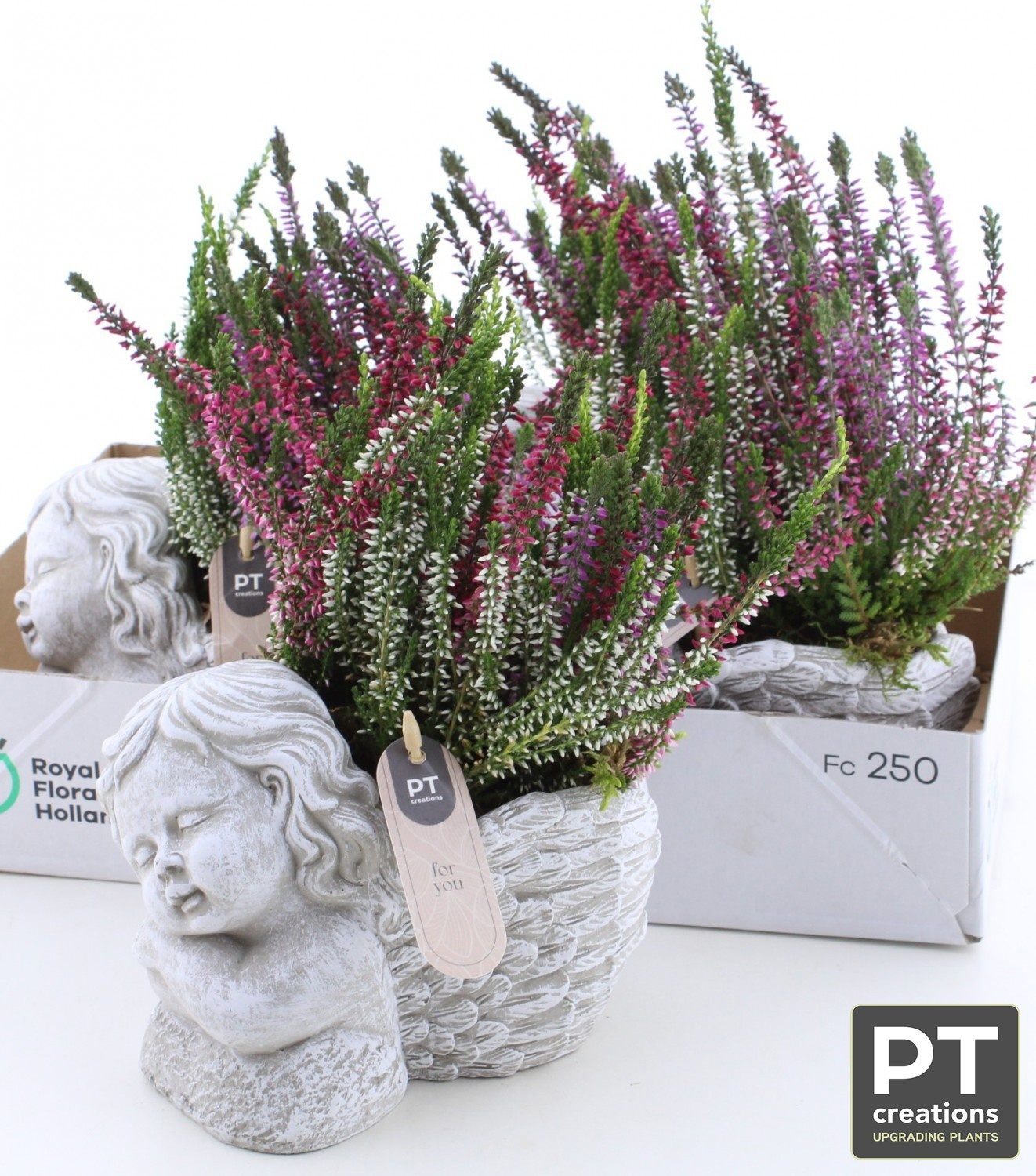 Arr Tuinplanten 18P 30cm 22bloei