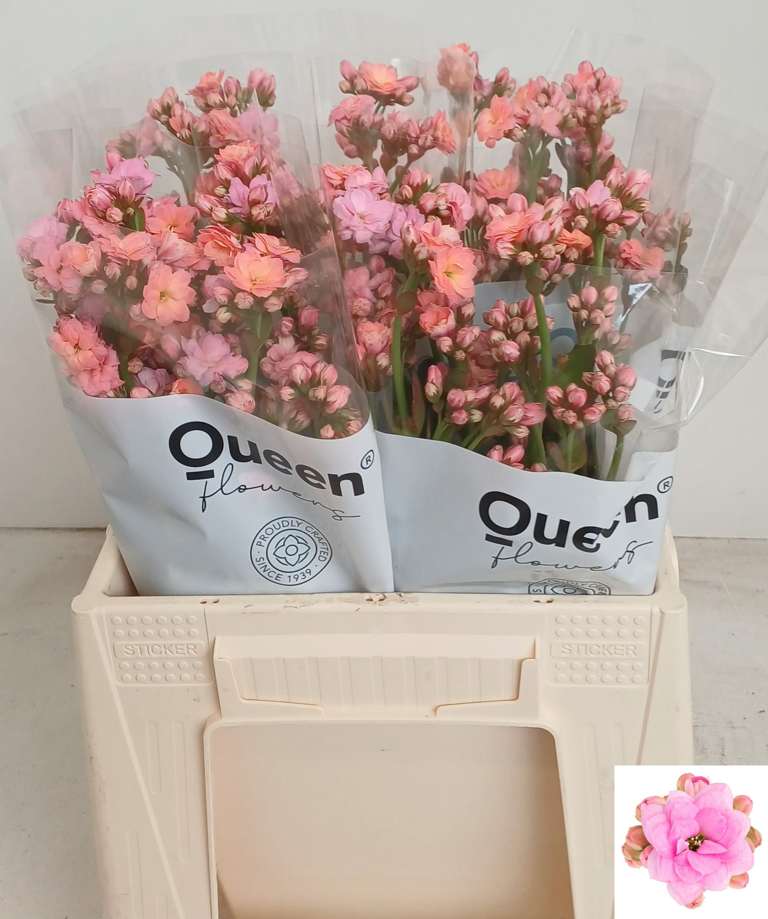 Kal Taffy Pin Meadow 40cm