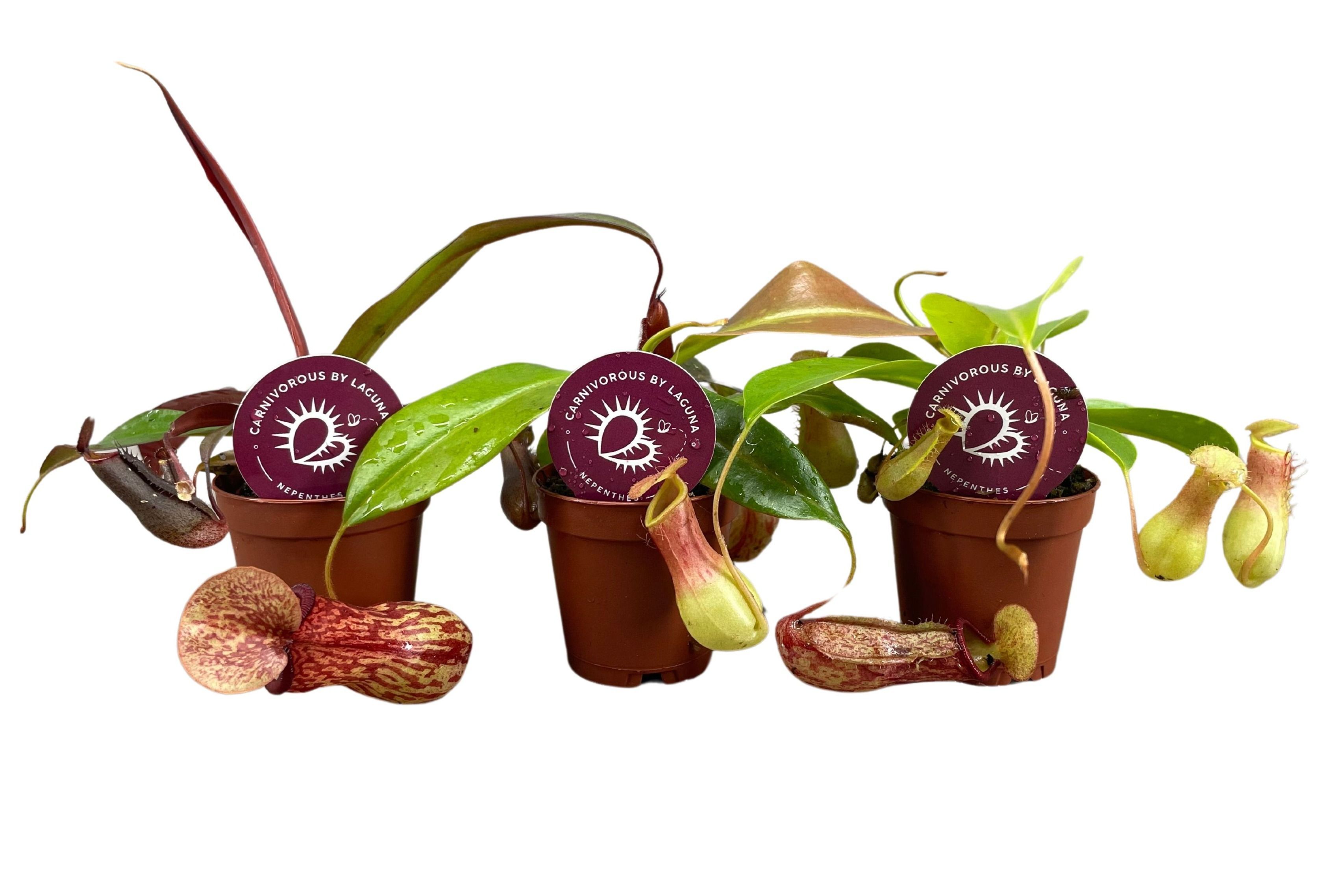 Nepenthes mix