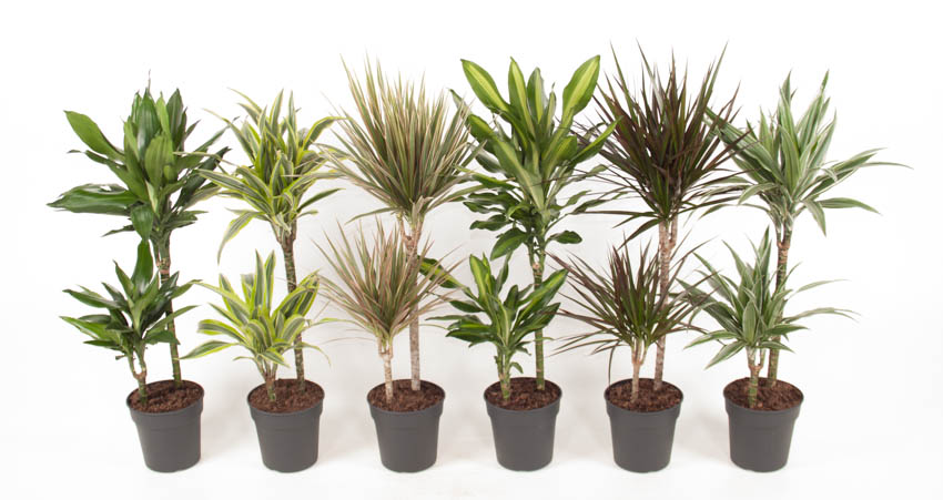 Picture of Dracaena 45-15 in varieties P19 90cm