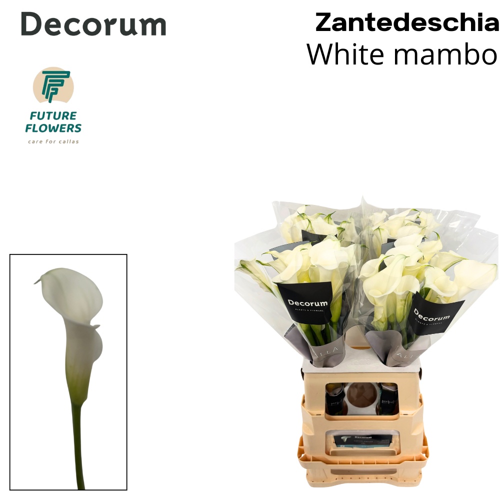 Calla White Mambo 65cm