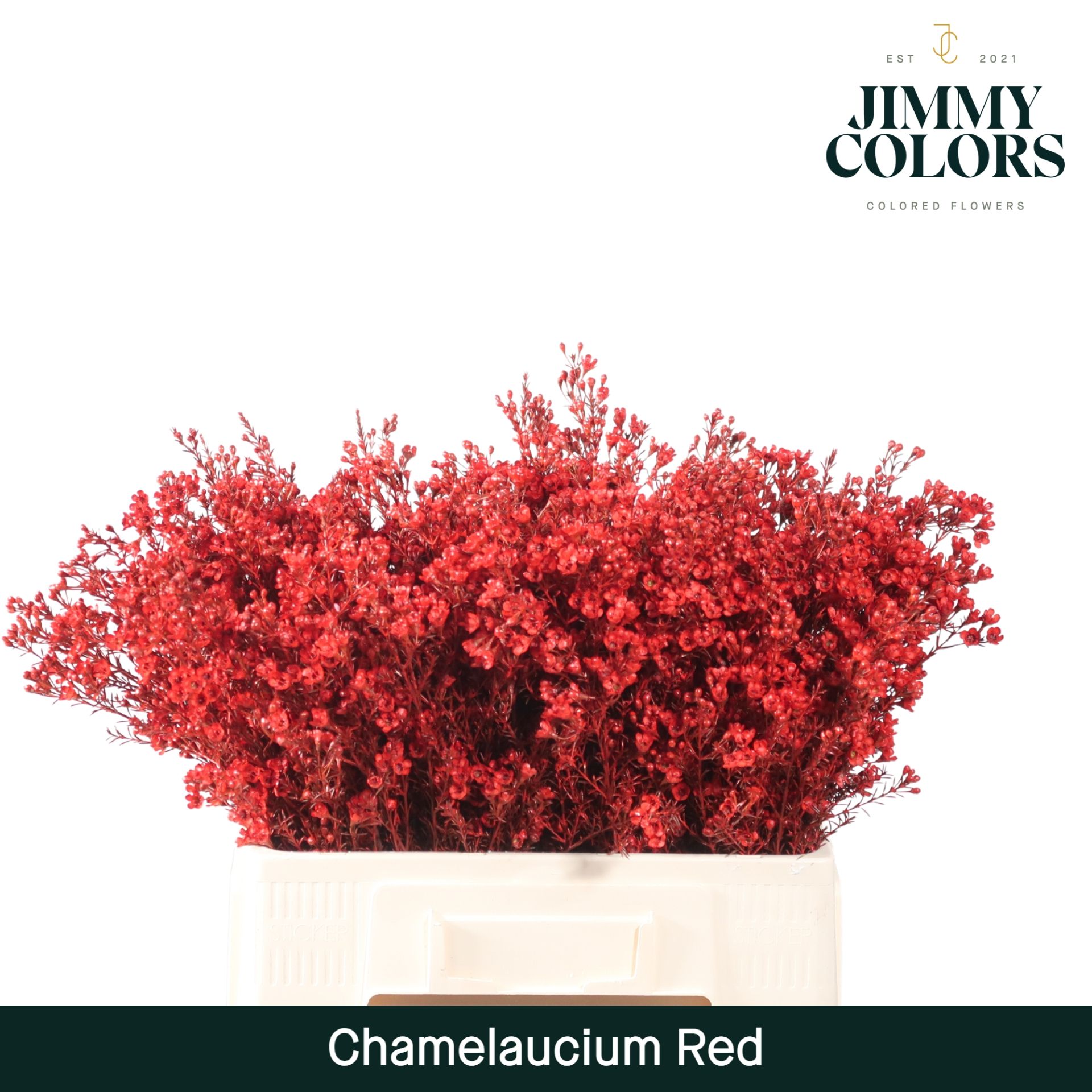 Waxflower L60 Red