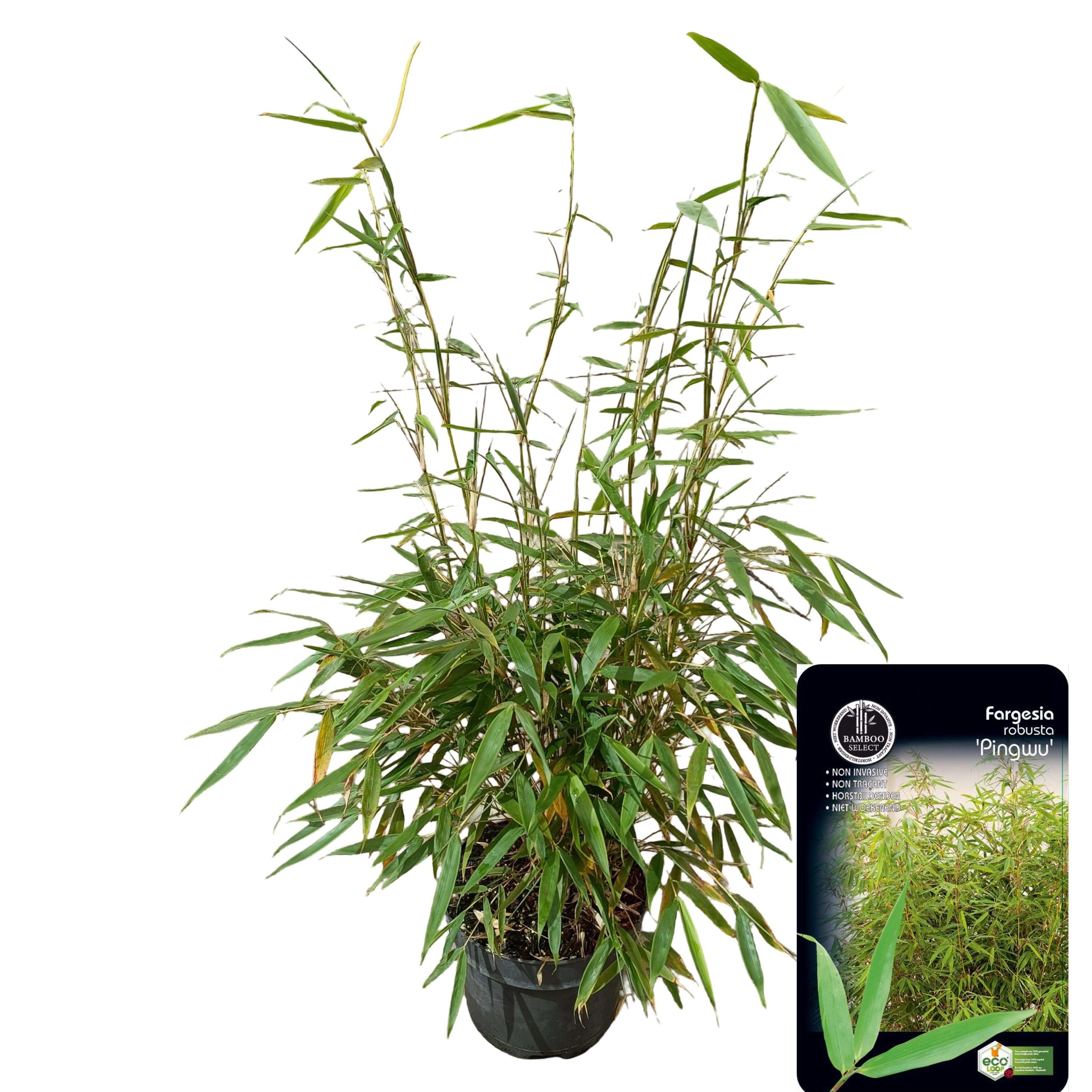 Picture of Fargesia robusta 'Pingwu' C5