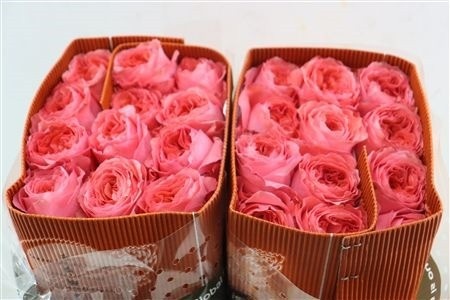 Rosa Cand X-pression 80cm