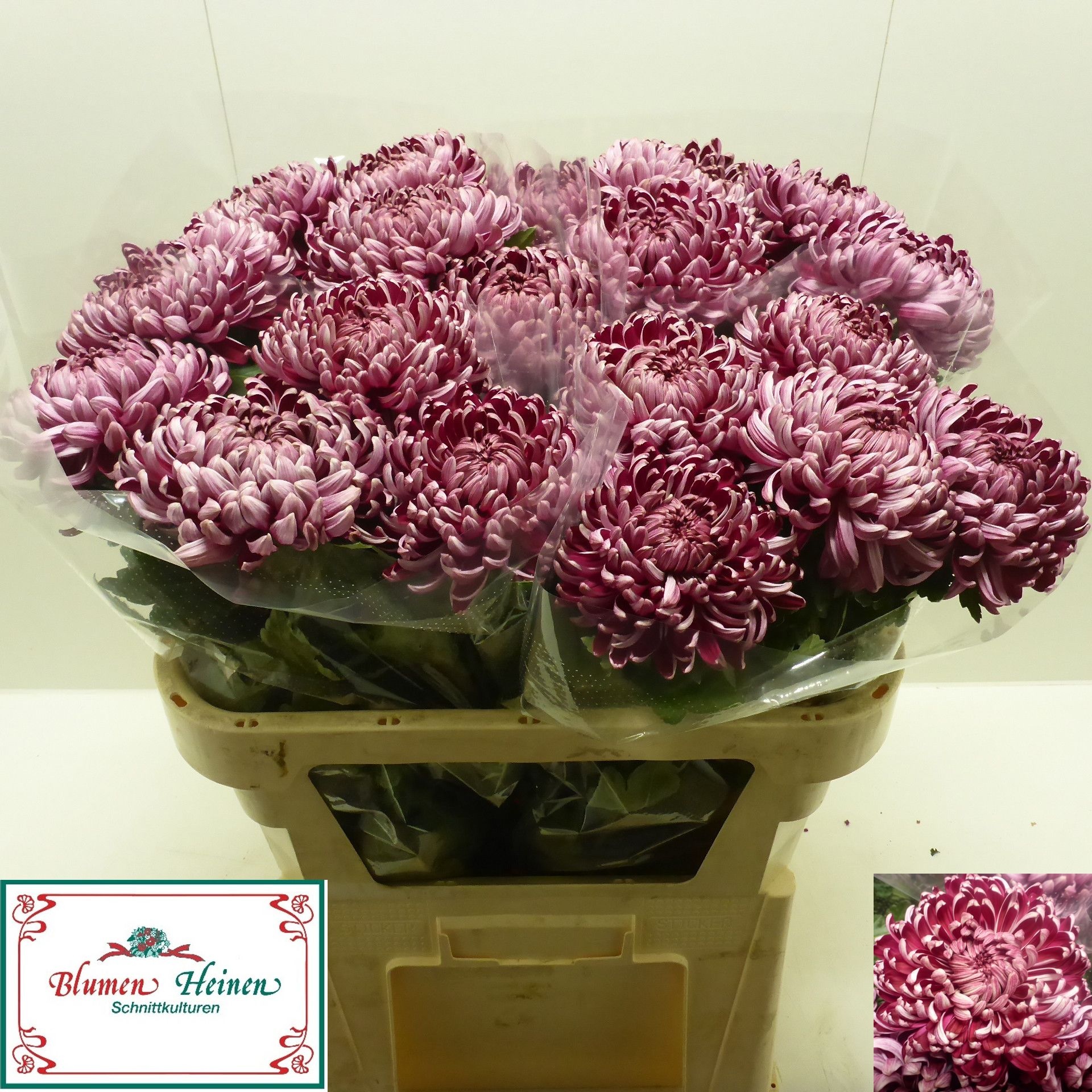Chrys Single Bigoudi Purple 70cm 80gram