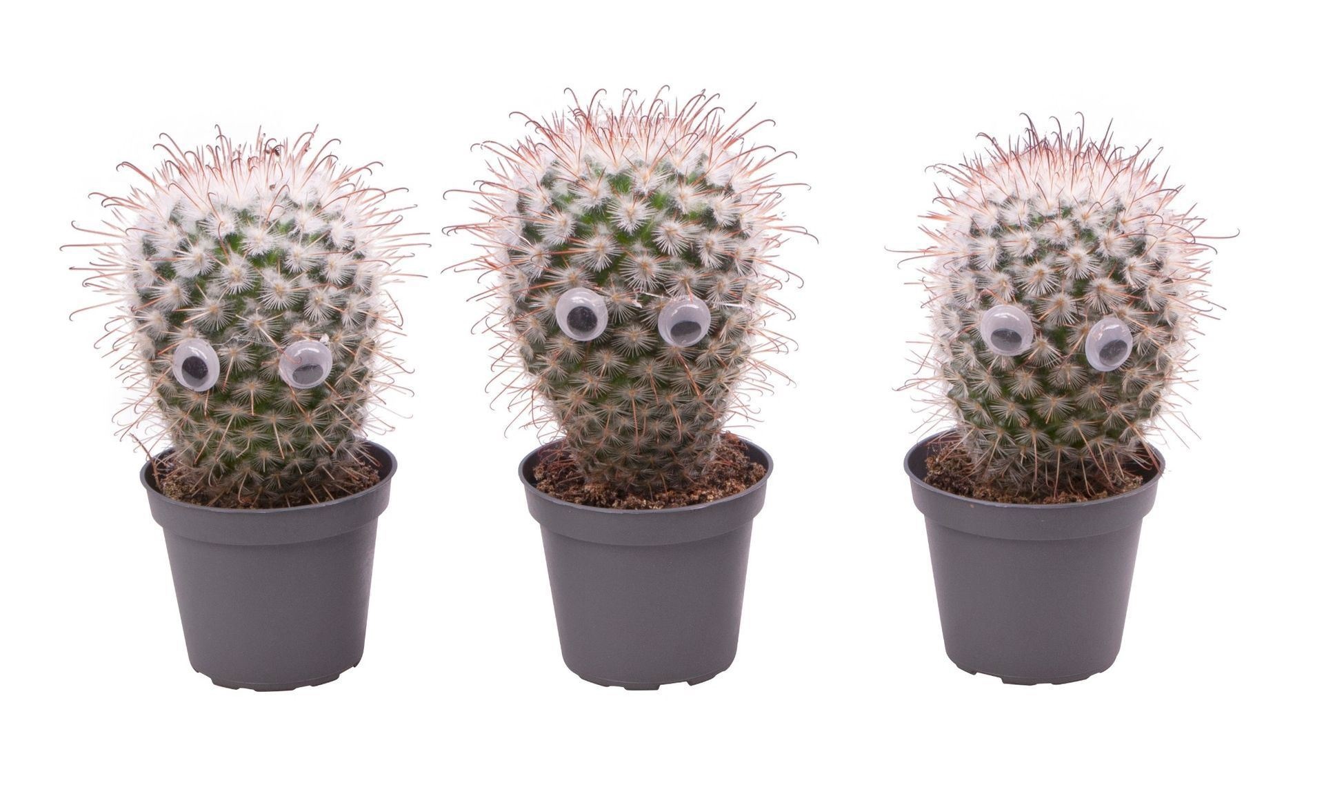 Cactus Mix with eyes