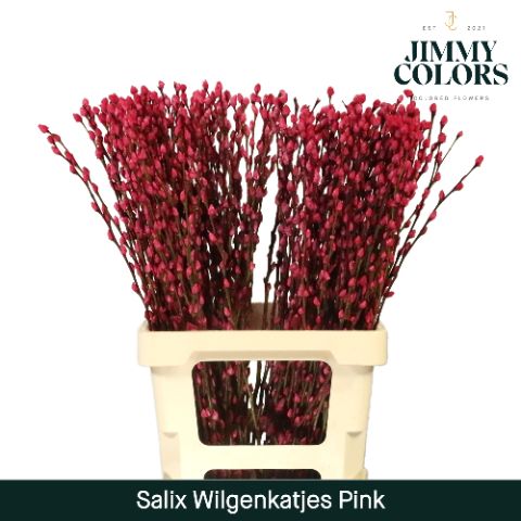 Salix Katjes L70 Pink