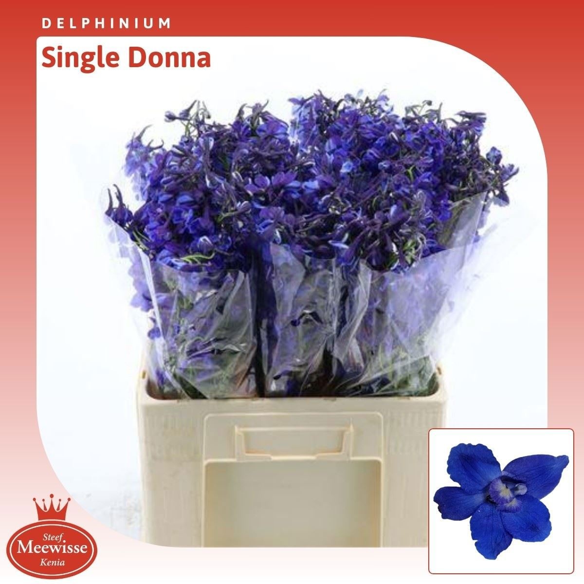 Delphinium Donna 60cm