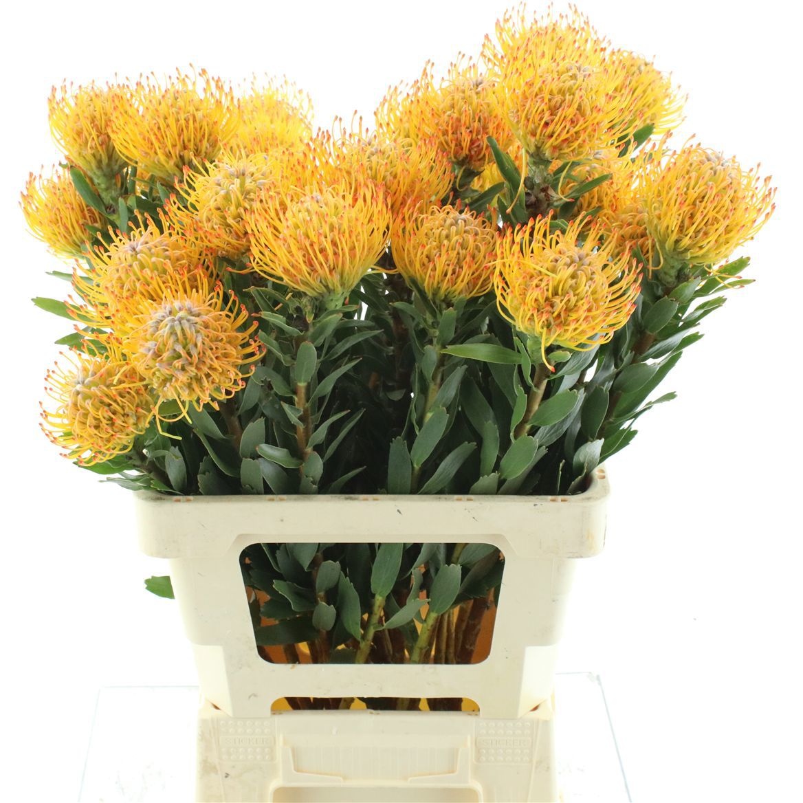 Leuco Ayoba Sun