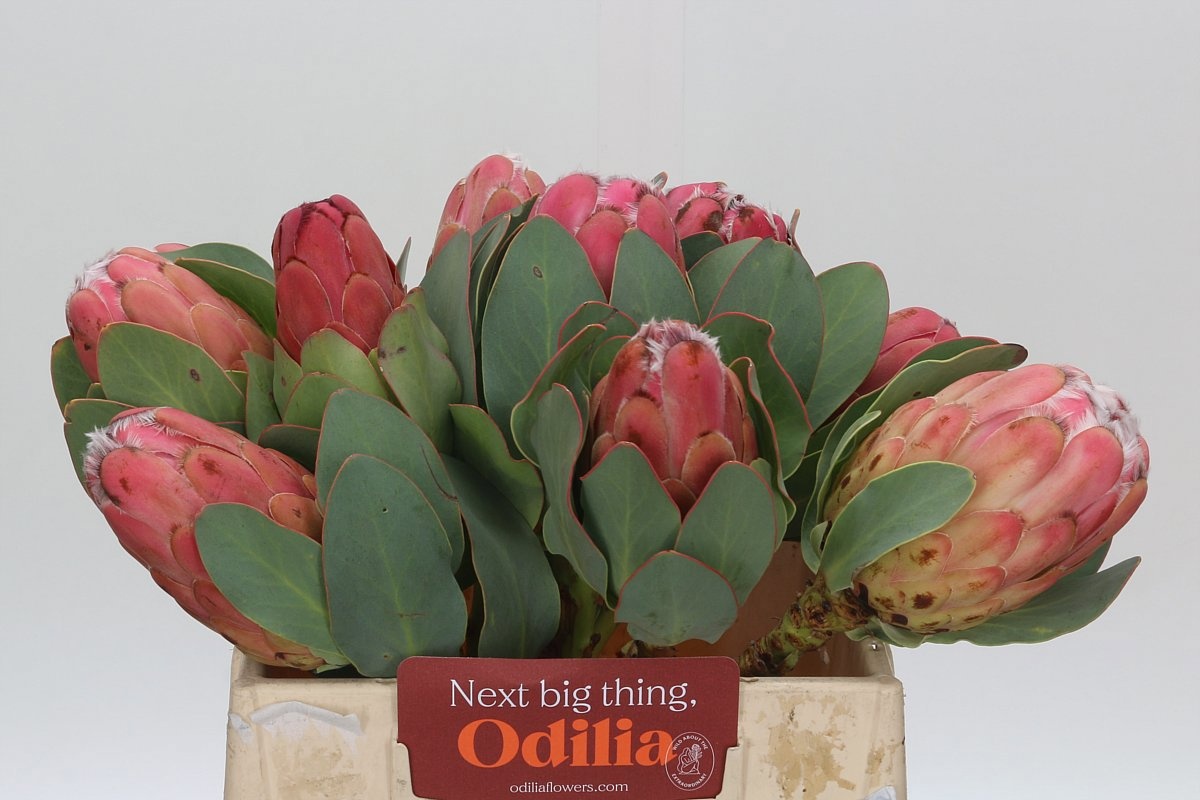 Protea Grandiceps 40cm