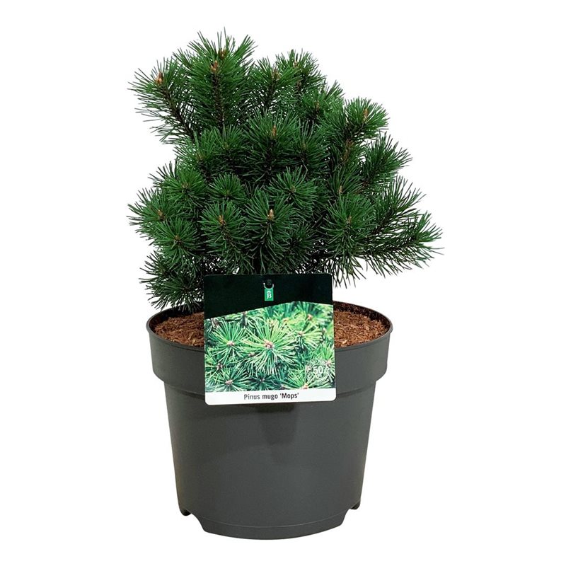 Picture of Pinus mugo 'Mops'