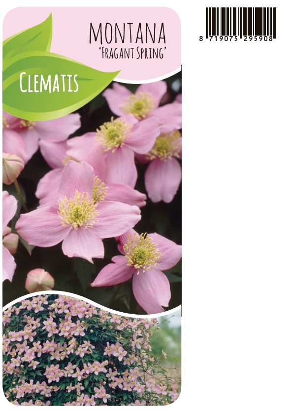 Picture of Clematis montana 'Fragrant Spring'