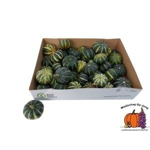 Cucurbita