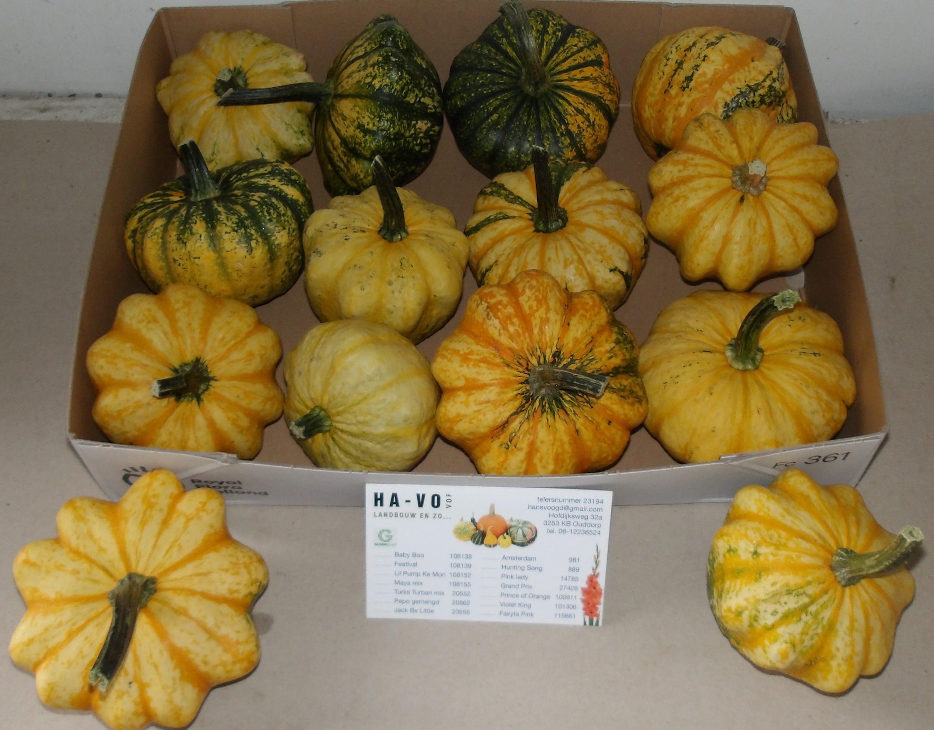 Cucurbita (kalebas)