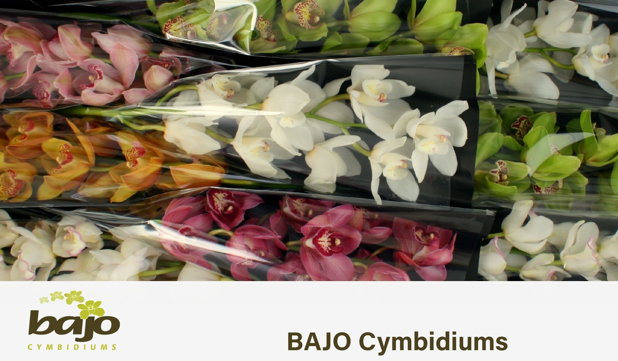 Cymbidium Asst 9bl
