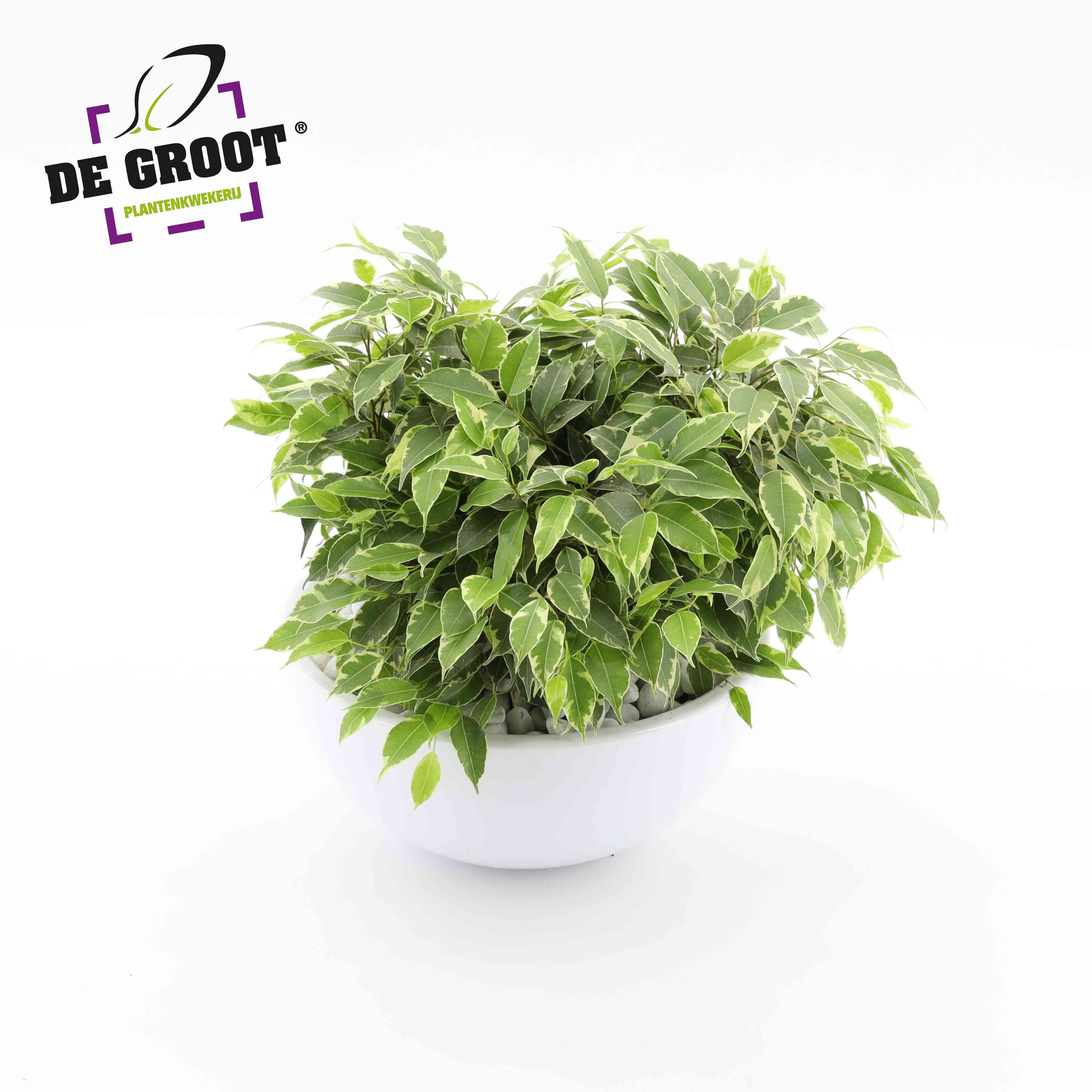Plants in bins H% Ficus Kinky | Hamiplant