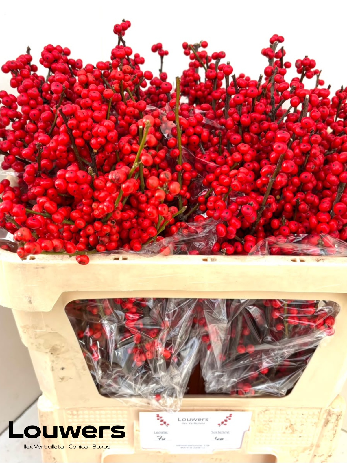 Ilex Verticlilata 70cm