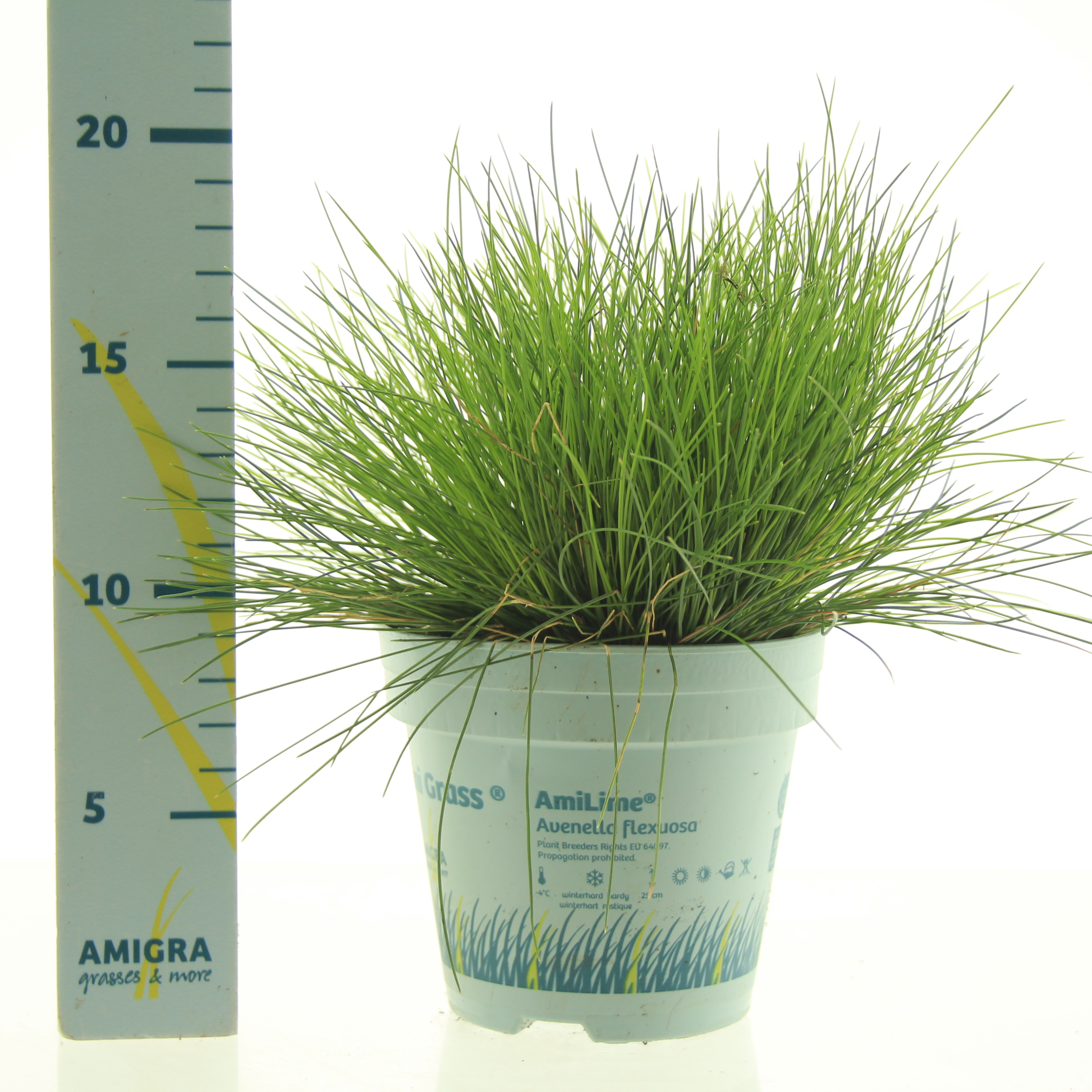 Picture of Deschampsia flexuosa AmiLime® P10.5