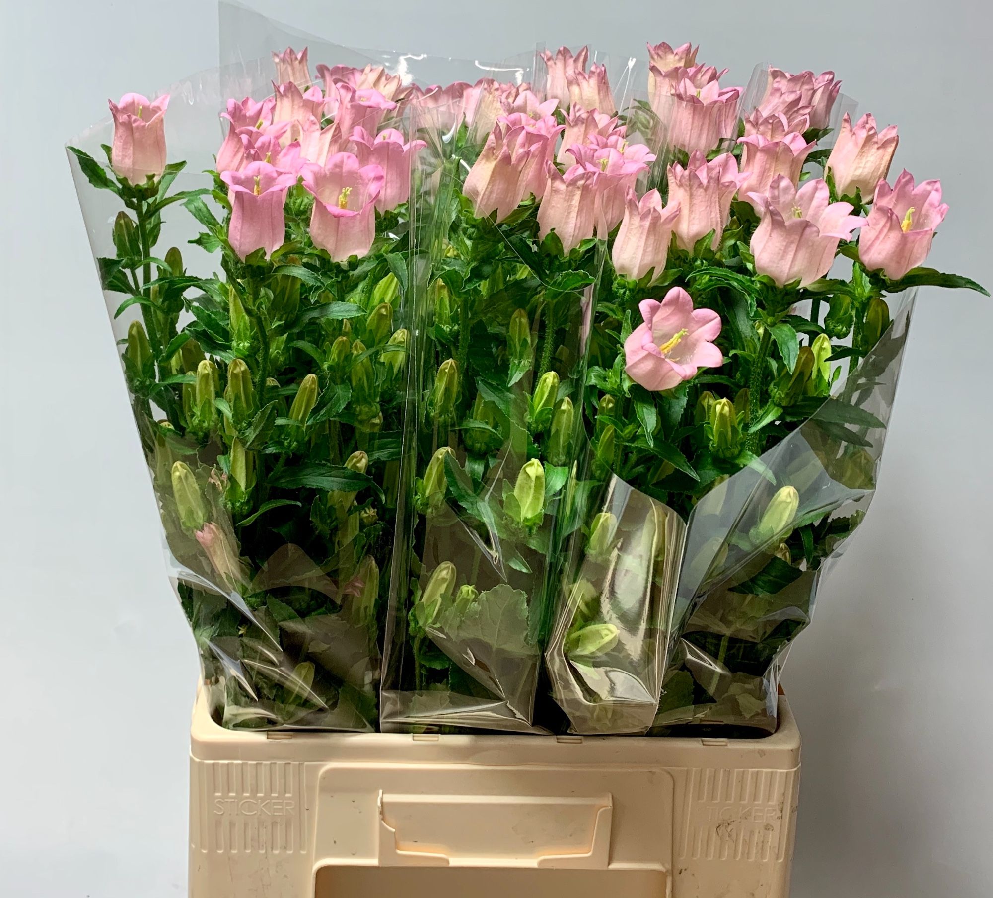 Campanula Champion Pink 60cm