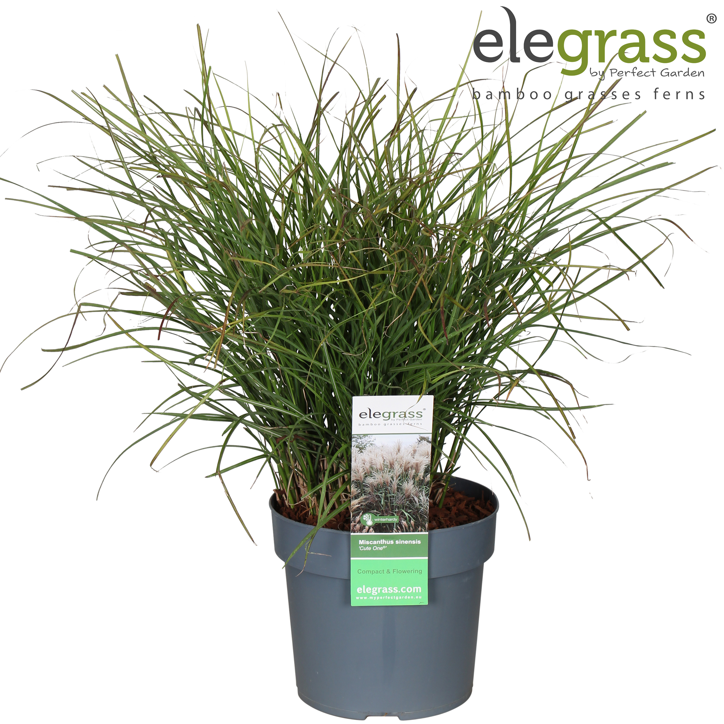 Picture of Miscanthus sinensis 'Cute One'® P19