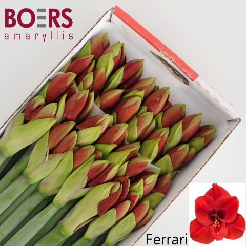 Hippeastrum Ferrari 2/4bl