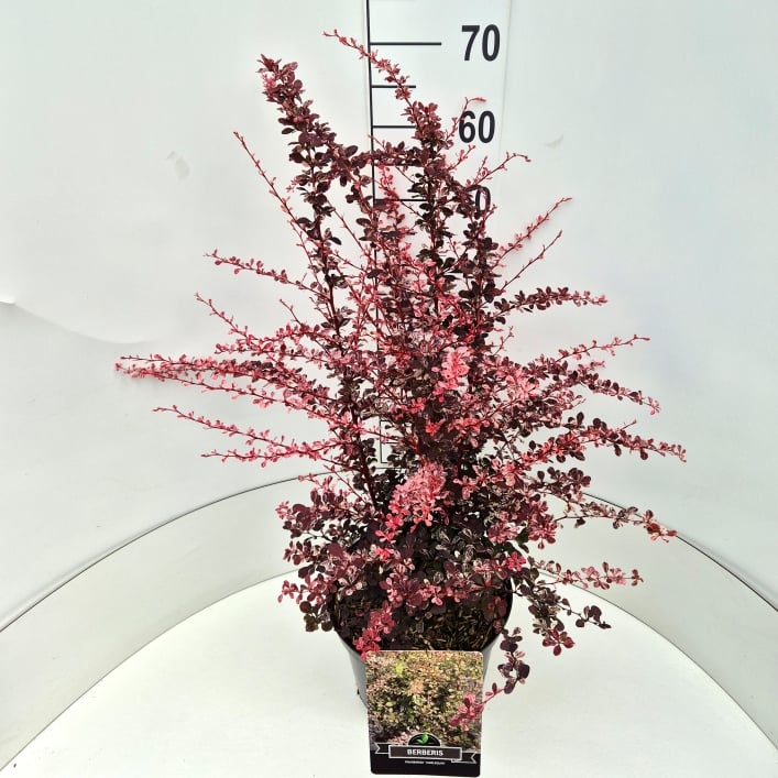 Picture of Berberis thunb. Harlequin P29 (10 Ltr) 60/80CM (LOOSE)