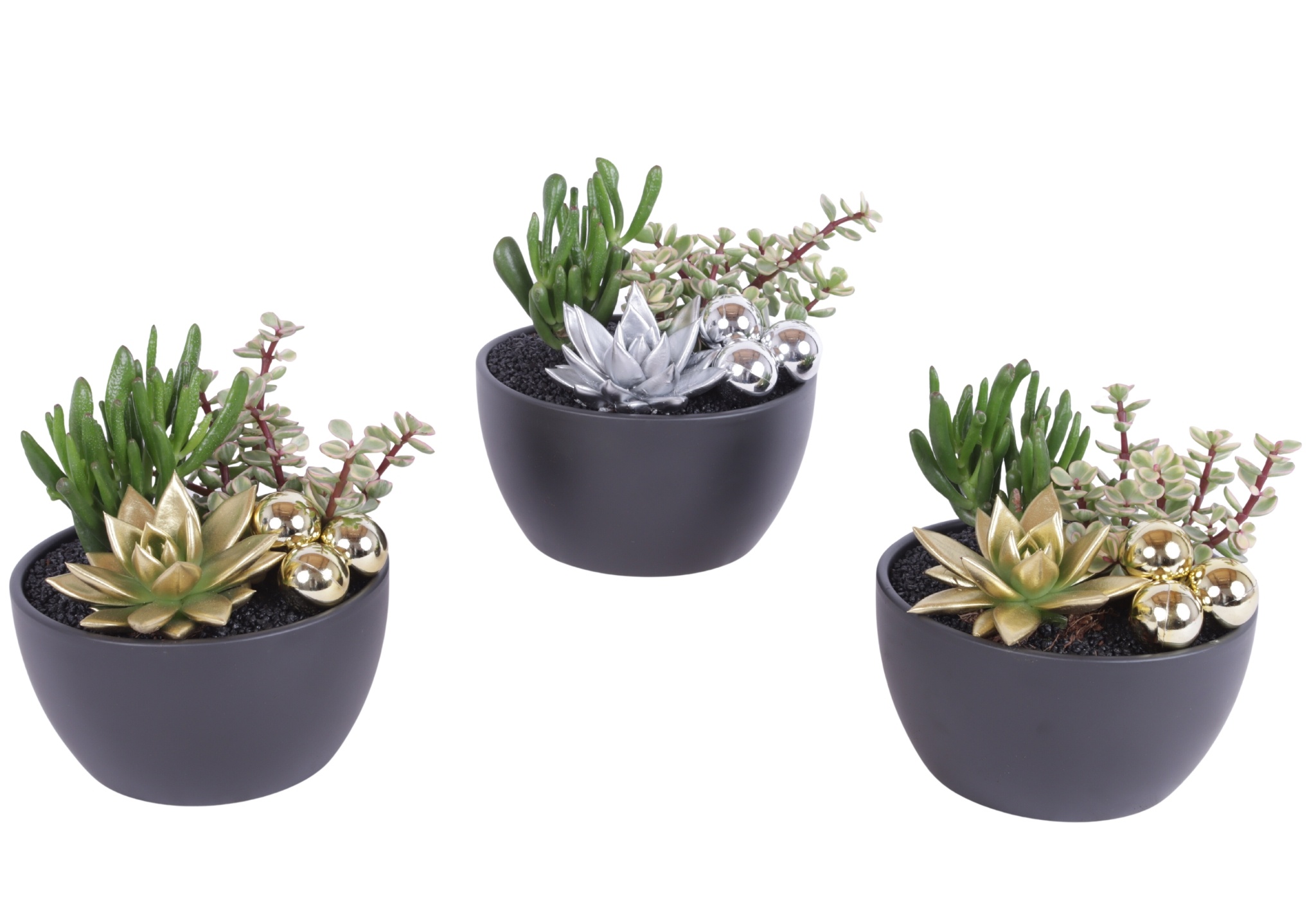 2 x Succ 8,5 cm en geverfd echeveria in zwarte sch