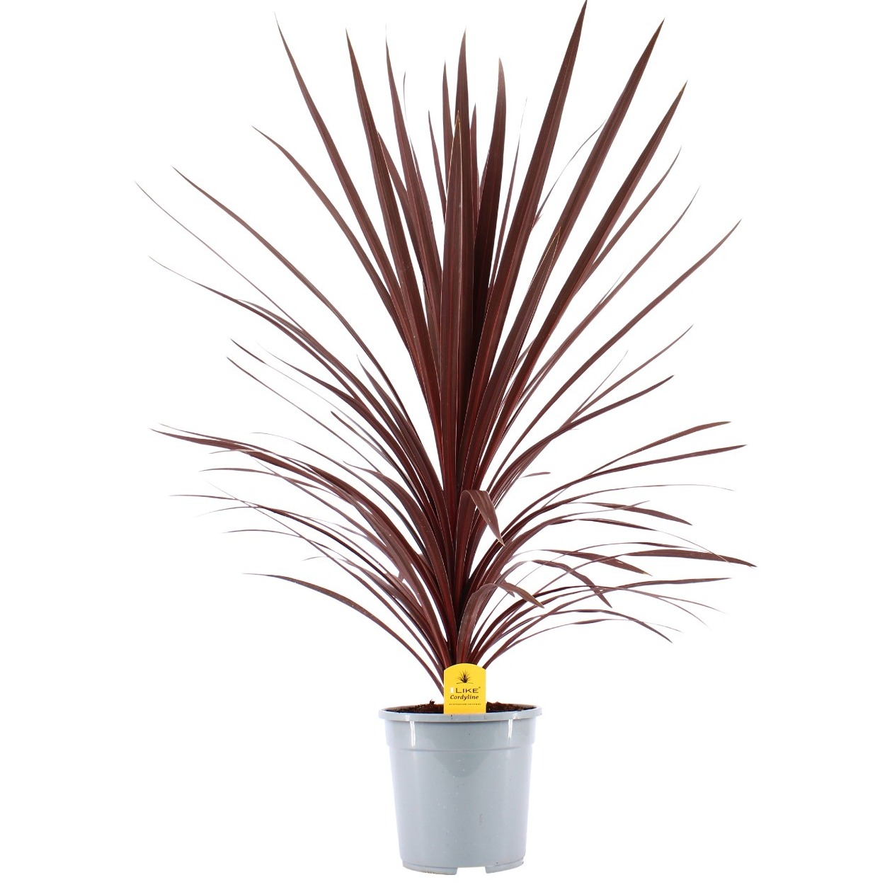 Picture of Cordyline Australis Red Star - 24cm