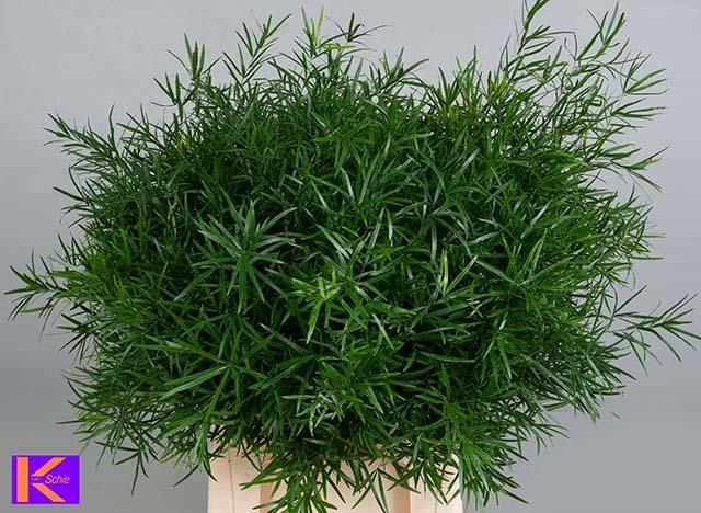 Asparagus Falcatus 60cm