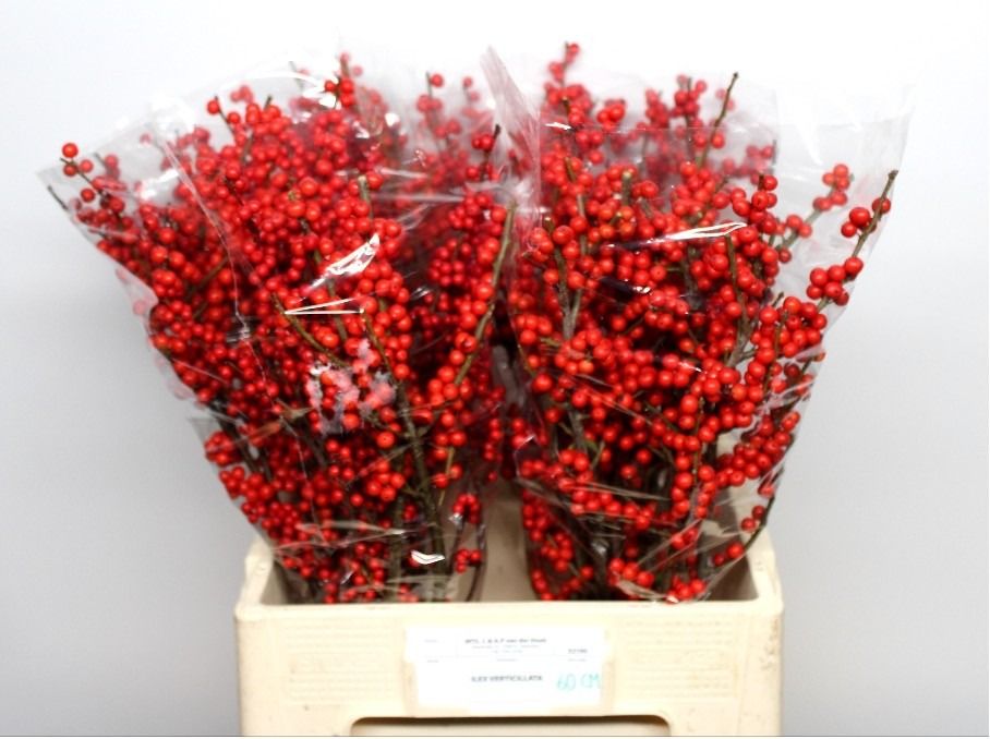 Ilex Verticlilata 60cm