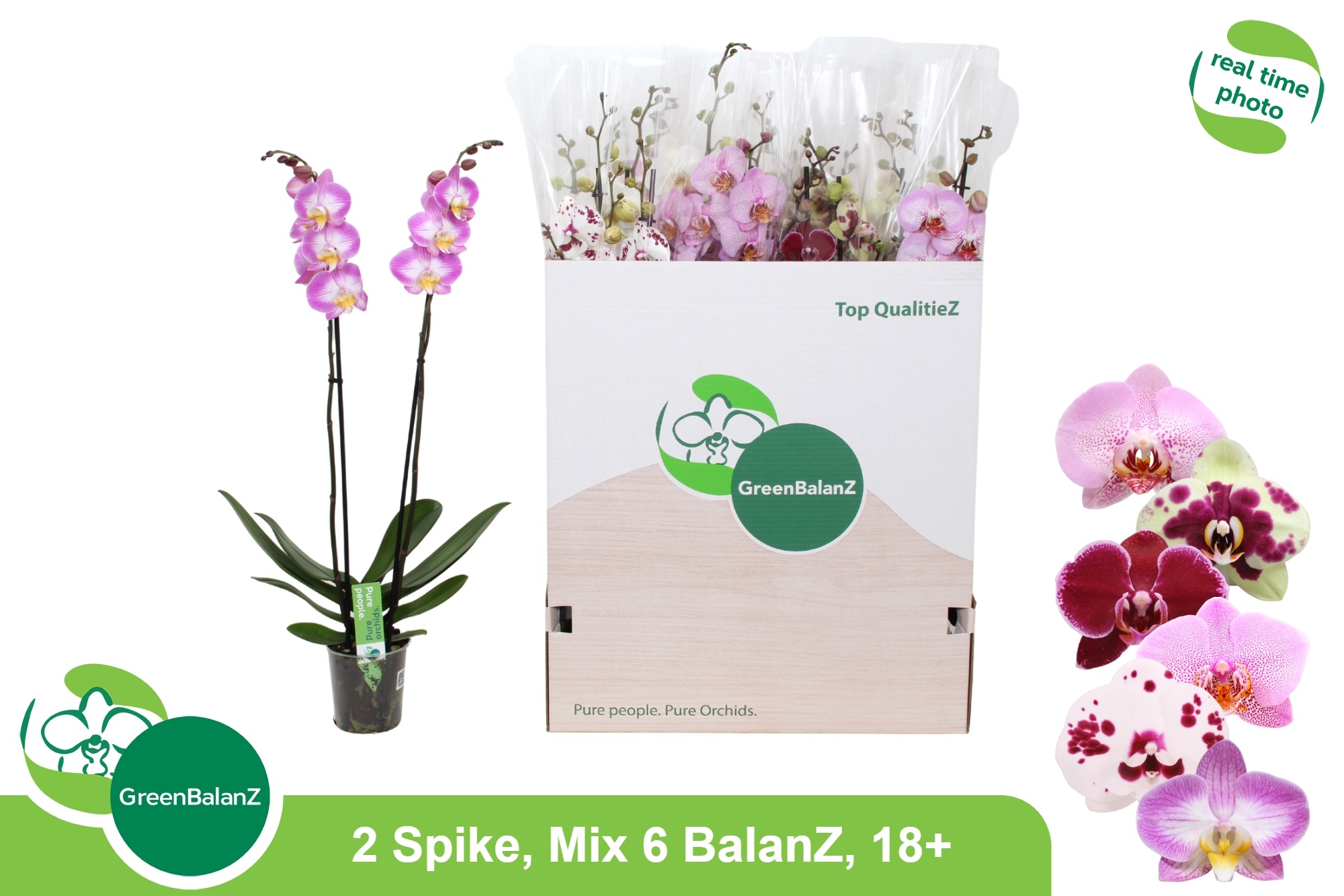 Phal Gem 6 Kl 12P 75H 2TAK 18bloem 23bloei