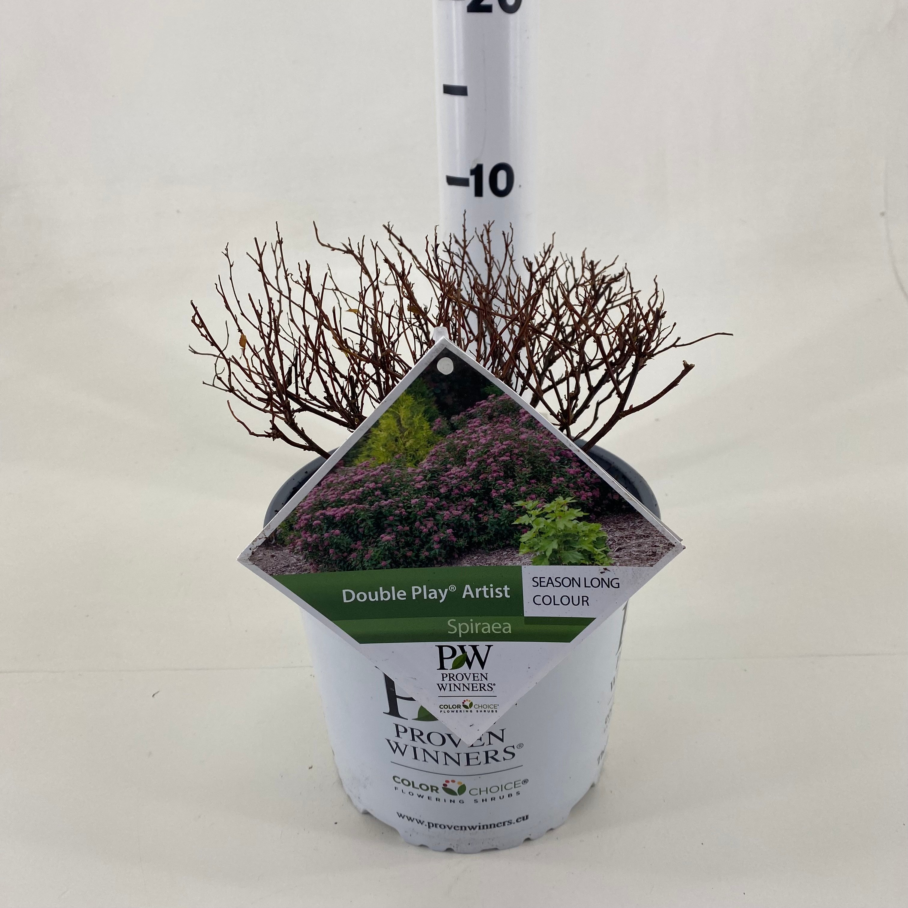 Picture of Spiraea Double Play ® Artist P19 (3 Ltr) (LOOSE)