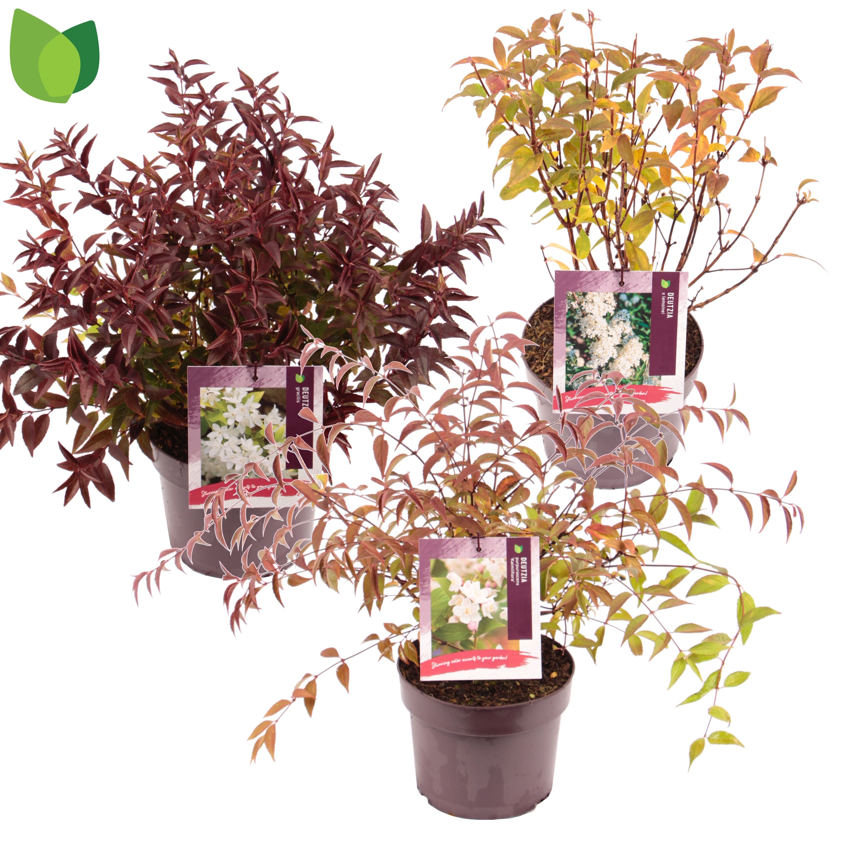 Deutzia / MIX
