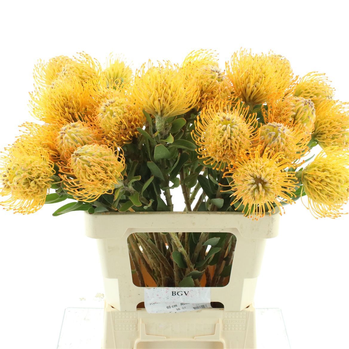 Leucospernum(pins) Jelena 60cm