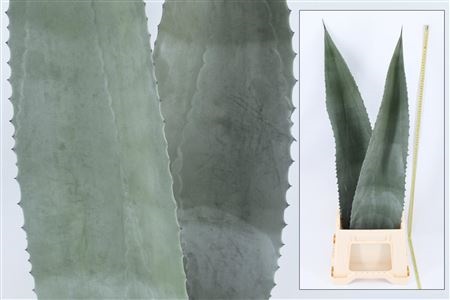 Agave Americana Blad