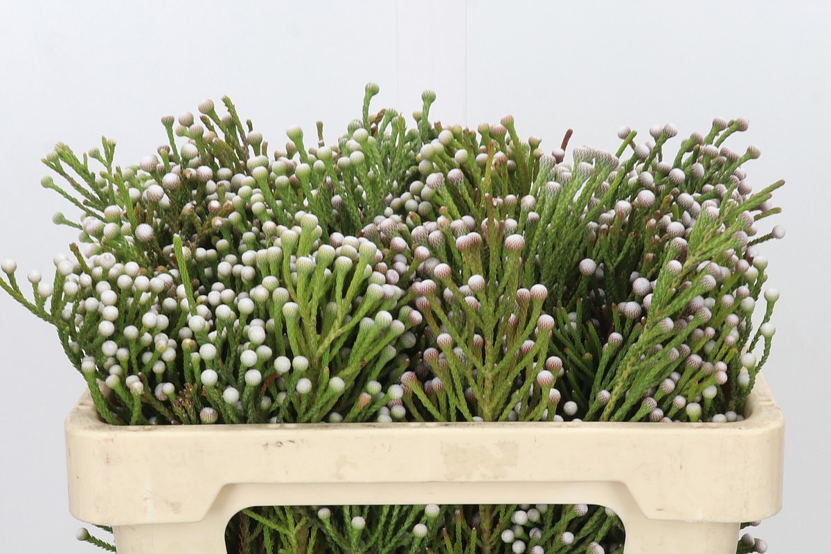 Brunia Nodiflora 50cm