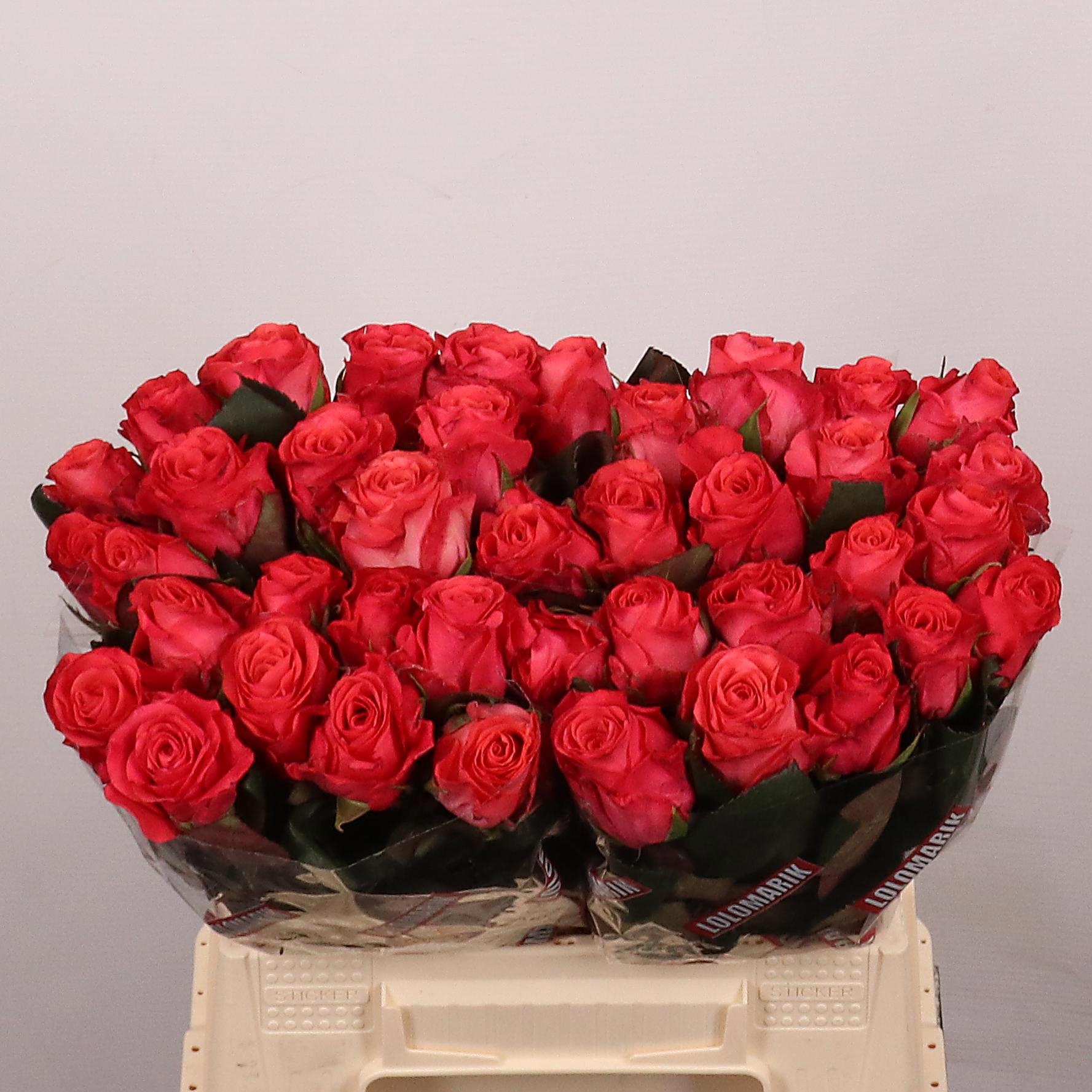 Rosa Pink Tacazzi 40cm
